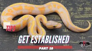 Get Established! Part 16 Be Deliberate And Consistent #ballpythons #smallbusiness #viral