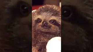 Adorable Baby Sloth Gifts Flower to Human! #Sloths #Shorts