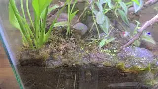 Asian Floating Frog Feeding