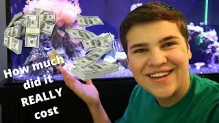 How Much did my Reef Tank Cost?!? (Cost to set up a Saltwater aquarium)