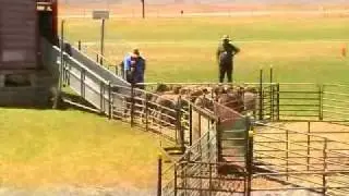 Sheepdog trial 6; Clyde does it tough. Good dog!