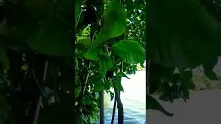 Munrothuruthu