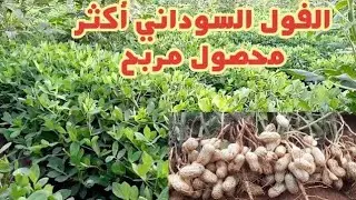 الفول السوداني محصول مجزى وغير مكلف ،تعرف على المعاملات الزراعية