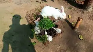 Cute bunny eating compilation sweet rabbit dance rabbit farming new video 🖤🖤#shorts #shortvideo 