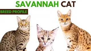 Savannah Cat Breed Profile History - Traits - Price - Savannah Cat Grooming Needs - Lifespan