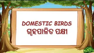 Domestic Birds