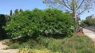 Fuyu Persimmon (Diospyros kaki 'Fuyu')