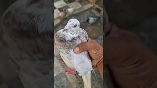 😲pigeon growth very fast😮 #youtube#short#video#viral#youtube#Arshid#pigeon#