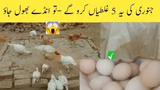 Cold Weather Chicken Care | سردیوں میں انڈے کم کیوں ہوتے ہیں؟