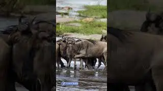Interesting facts about Wildebeest #interestingfact #wildebeest #migration