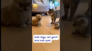 kumpulan video kucing lucu ngakak tahan tawa #kucinganggoralucudanimut #kucinglucu