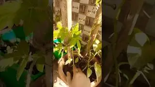 best vegetable plant for August month #shorts #trending #viral #ytshorts #garden