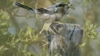 The most beautiful but wicked bird -Grey backed fiscal by Jean Baptiste (Amazing Birds Rwanda 2020).