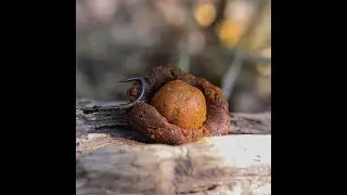 pr&eacute;sentation de la pate d'enrobage ginger pepper de chez carp-elementis