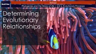 Determining Evolutionary Relationships | Phylogenies and the History of Life