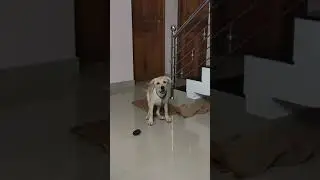 4 month old Labrador puppy barking !! it's me Tuffy 💕