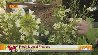 Fresh & Local Flowers