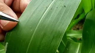 OBA - Chrysoperla carnea, aplicación en campo