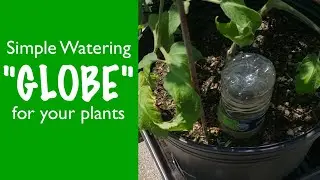 Plastic Watering Globe for your Plants
