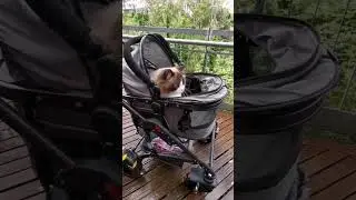 Cute cat in La Luna Pet Stroller ❤️
