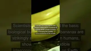 The Surprising DNA of the Banana