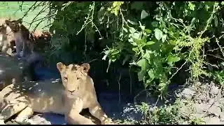 singakootam #chobe national park #lion and cubs #botswana #wildlife