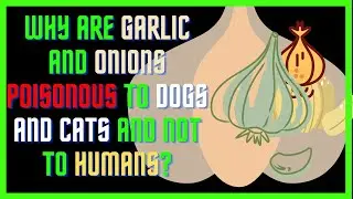 Why are Garlic and Onions Poisonous to Dogs and Cats and Not To Humans?