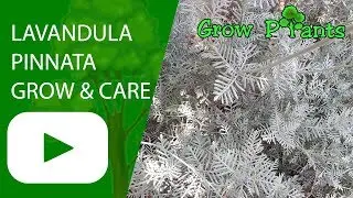 Lavandula pinnata - grow & care (Fernleaf lavender )