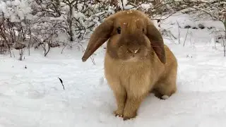 Our Holland Lop Bunny playing in the Snow! ❄️🐰 (Winter Storm!)