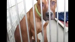 Western Pennsylvania Humane Society