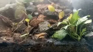 Adding Isopods to a Mini Natural Set Up from Ant Antics