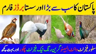 All Fancy Birds Farming | Silver White Albeno Green Ringneck Pheasant For Sale And Lot More Birds