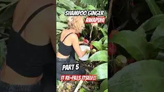 Part 4: The awapuhi (shampoo ginger) re-filled and washes hair like a 2 in 1 conditioner!