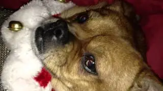 Sausage the Pug ate too much Christmas Dinner... MAJOR ITIS!!!