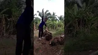 #buahsawit