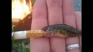 Cursed fish image ep 4