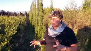 Come si coltiva il Cipresso nero