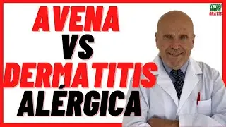 🔴 C&oacute;mo curar la DERMATITIS AL&Eacute;RGICA en Perros  🔴 por picadura de PULGAS  y &Aacute;CAROS 🔴 con AVENA 🔴