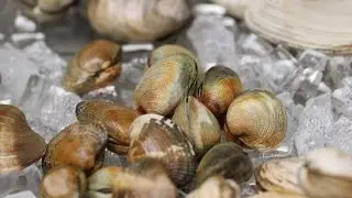 How To Clean and Prepare Clams