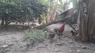 Ayam di desa