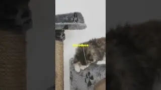 Purrfect Cat Fitness Routine!