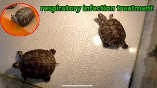 respiratory infection treatment for red eared slider Turtle