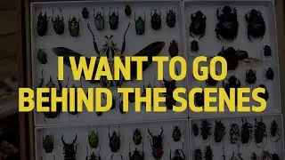 The Natural History Museum's beetle collections | LGBTQ+ natural history tour | Extra Content
