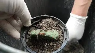 Kakteen Kaktus Sorte Opuntia ficus indica Umtopfen Pflanzung Topf Bestes Substrat Erde Perlit
