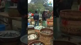 Behind the Scenes of a Fish Wholesale Yard 🐟  Real Market Action #shorts