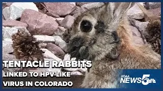 Tentacle-like growths on Fort Collins rabbits linked to an HPV-like viru