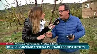 Velas de parafina para salvar a los árboles de las heladas