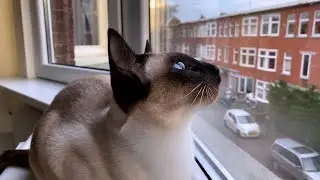 Cat chattering at bird 🌀 Thai cats | Traditional Siamese cats
