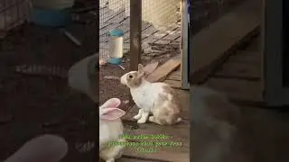 VILLCASE 473ml Rabbit Water Bottle: Hassle-Free Hydration for Small Animals