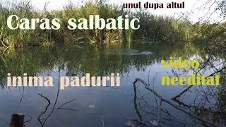 TERAPIE prin PESCUIT la PLUTA din ''MARGELE'' la CARAS Salbatic in PADURE - VIDEO Needitat